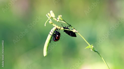 Macro shot of a bright black and red Poisonous Blister Beetle, Mylabris pustulata