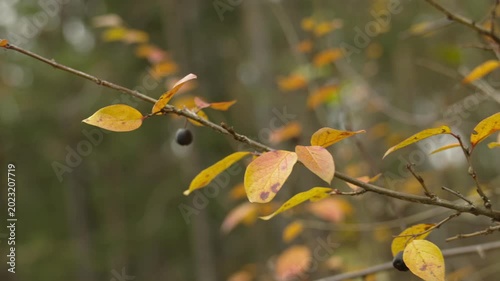 Beautiful yellow textured leaves in an autumn park that sway slowly in the wind