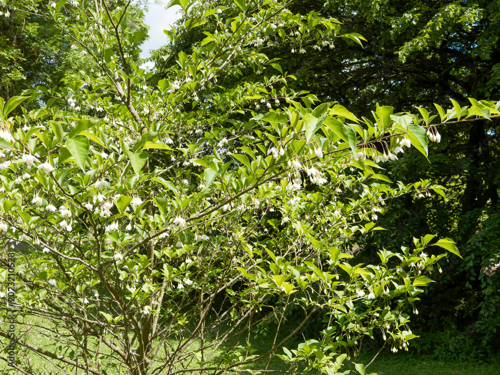Fototapeta premium Styrax japonicus 'Snowfall' ou Styrax japonais, arbuste aux branches étalées couvertes de petites fleurs campanulées en grappes avec des feuilles elliptique, vert moyen, lustrées, et pointues