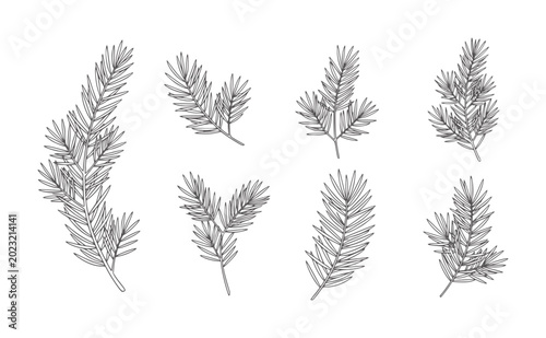 Foto Collection of hand drawn pine needle sprigs and branches needles evergreen