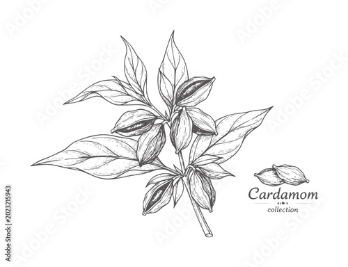 Foto Hand drawn cardamom pods and leaves white spice herb plant leaf