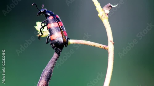Macro shot of a bright black and red Poisonous Blister Beetle, Mylabris pustulata