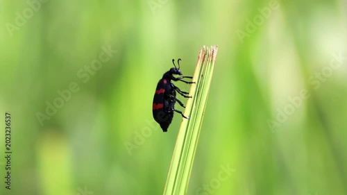 Macro shot of a bright black and red Poisonous Blister Beetle, Mylabris pustulata