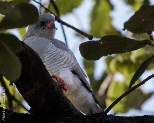 South African birds - a gabar goshawk perched in a tree