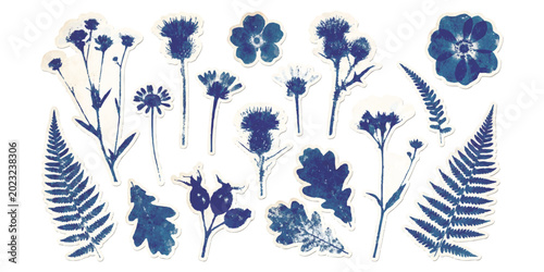 Bild auf Leinwand Set of blue wild flowers and green fern leaves illustrations for nature design