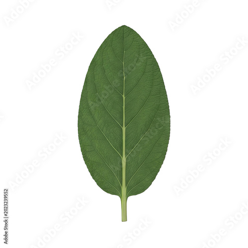 Single Green Leaf with Prominent Veins on White Background