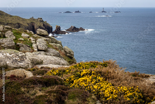Quadro su tela Vibrant yellow gorse bushes blooming on the high coastal cliffs at Lands End ove