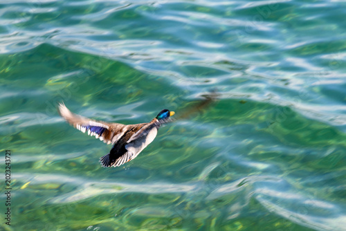 Fotografie Mallard duck in flight above turquoise water with intentional motion blur, creating a dynamic and artistic wildlife scene full of movement and freedom