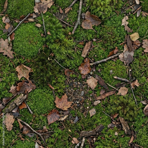 Detailed View of Forest Floor with Moss, Leaves, and Twigs.