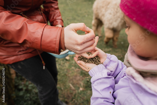Photos Child feeds animal