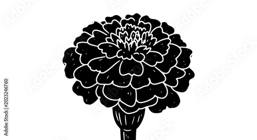 Black and white marigold flower illustration, graphic art, isolated on white