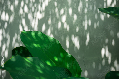 Foto close up of fresh green tropical leaves with sunlight shadows on a white wall ba