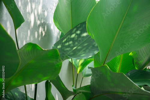 Foto close up of fresh green tropical leaves with sunlight shadows on a white wall ba