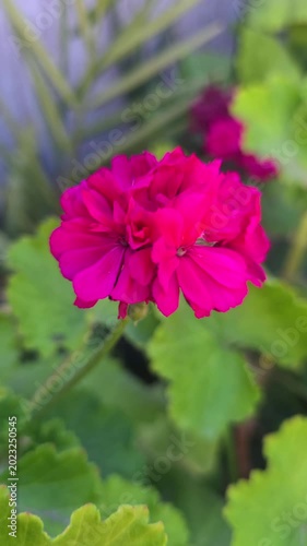 Portrait footage featuring a bright pink flower centered against a soft blurred green garden background. Excellent for floral stock footage, botanical content, and vertical media projects.