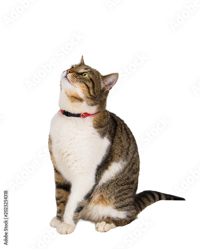 Full length portrait of funny curious cat, wearing red collar, looking up for something interesting, want to play, isolated on transparent background with copy space