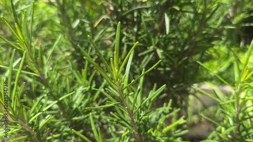 Close-up footage of fresh green rosemary-like plant branches growing outdoors under bright sunlight. Ideal for herbs, gardening, nature, agriculture, and botanical stock projects.