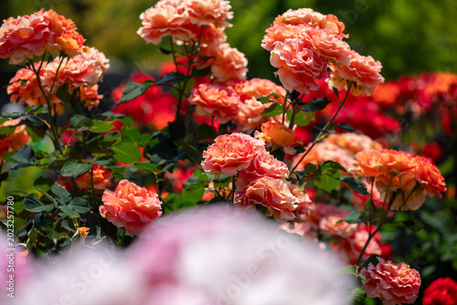 薔薇の季節
