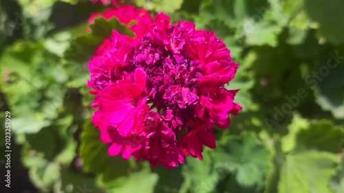 Close-up footage of a vibrant pink flower blooming outdoors surrounded by green leaves in soft natural sunlight. Great for floral, botanical, spring, and gardening visuals.
