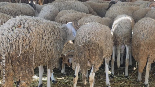sheep - Moroccan Ram, Traditional Moroccan Livestock Market with Sheep for Eid al-Adha