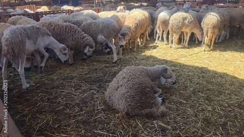 sheep - Moroccan Ram, Traditional Moroccan Livestock Market with Sheep for Eid al-Adha
