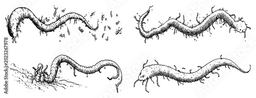 Bild auf Leinwand Caterpillar and worm creatures set in hand-drawn vintage engraving style