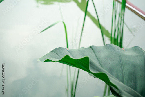 close up of a large green leaf in the foreground with a calm water surface and aquatic plants in the blurred background portraying a serene natural pond atmosphere