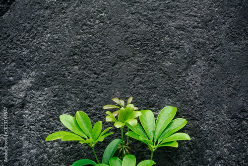 Foto close up of a large green leaf in the foreground with a calm water surface and a