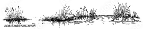 Photos Wild grass and reeds growing in swampy water in vintage engraving style