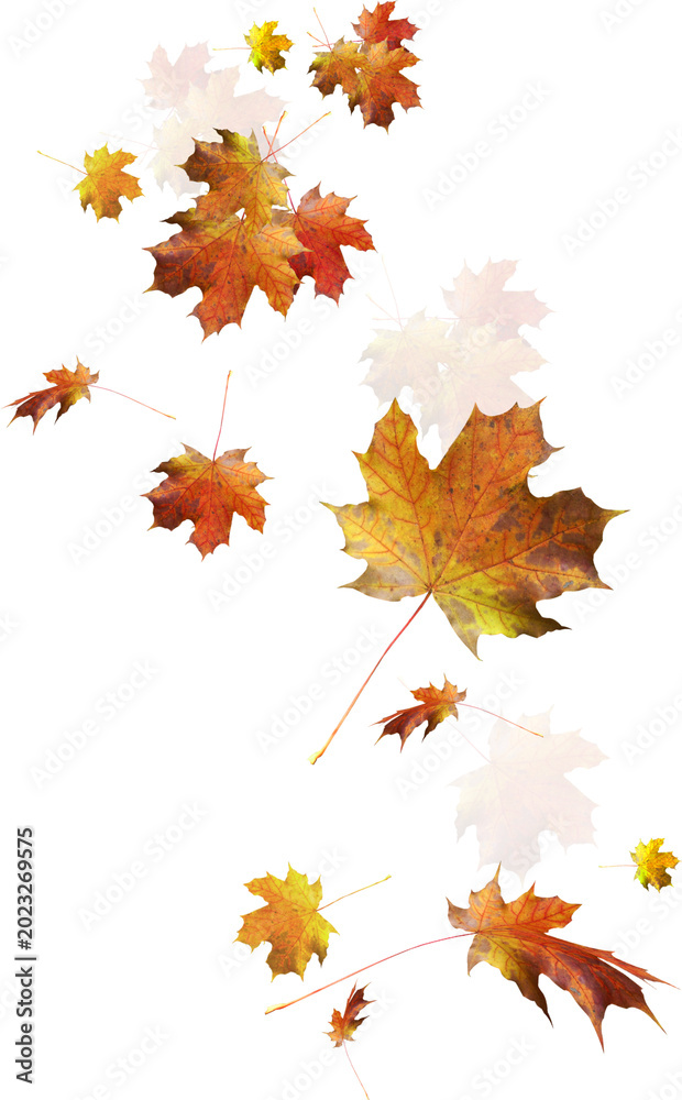 Fototapeta premium autumn lefes png