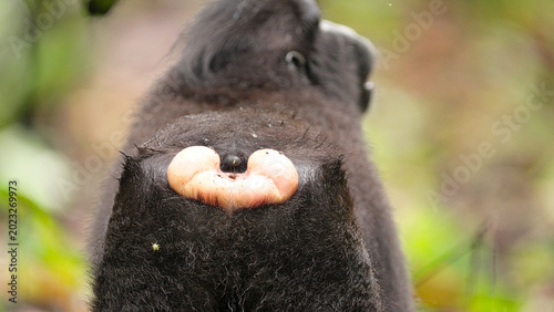 Photography ischial callosities, or sitting pads, of a Celebes or sulawesi black crested mac