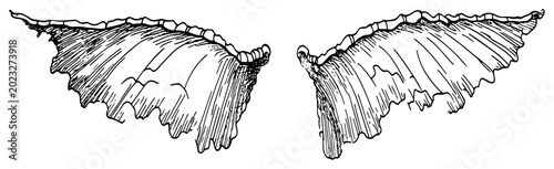 Photos Dragon wings with torn leathery texture in hand drawn ink sketch style