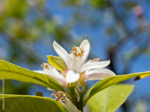 レモンの花