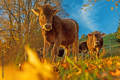 Herbst - Kühe - Allgäu - Laub - Alpen - Bad Hindelang