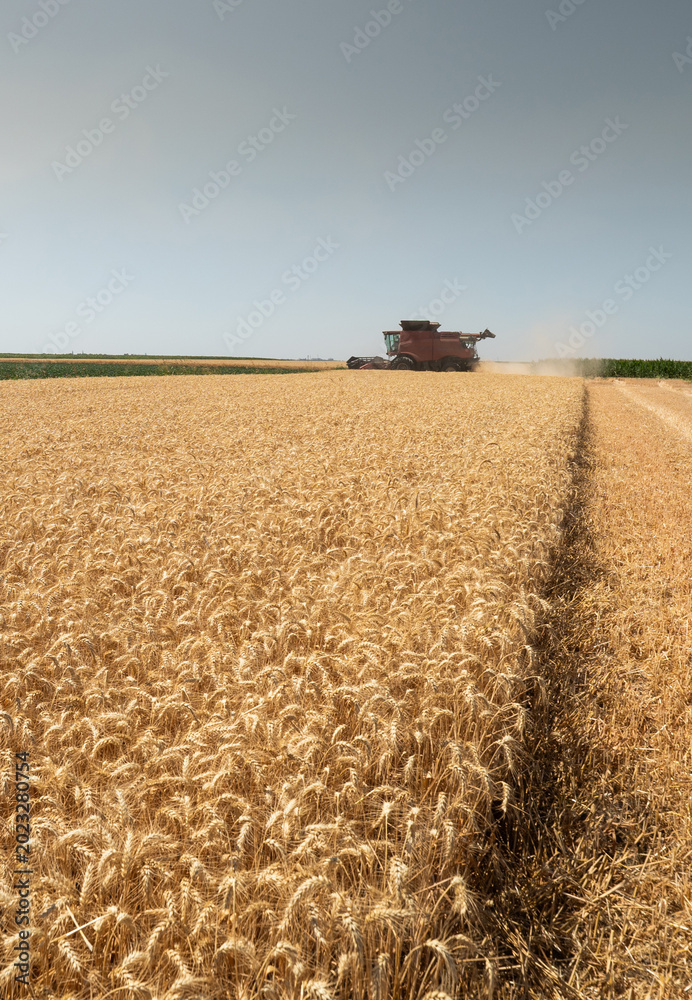 Fototapeta premium combine harvester working in golden wheat field during summer harvest.Vertical image.