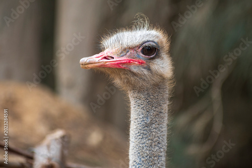 Bild auf Leinwand North African ostrich. Close-up of the head