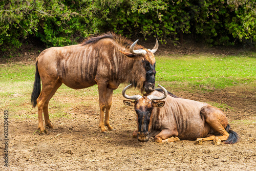 A pair of blue wildebeests. One is lying down, the other is standing nearby. In the background is grass and green bushes.
