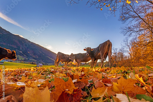 Kühe - Allgäu - Herbst - Laub - Alpen - Blätter 