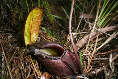 Pitcher of Nepenthes rajah with tree shrew droppings, Sabah, Malaysian Borneo