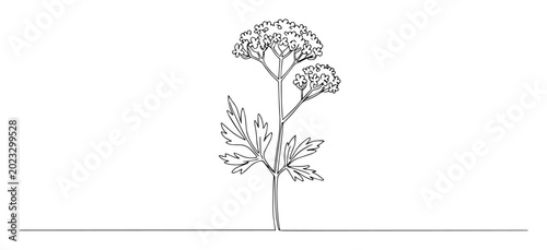 Obraz na plátně yarrow plant line drawing