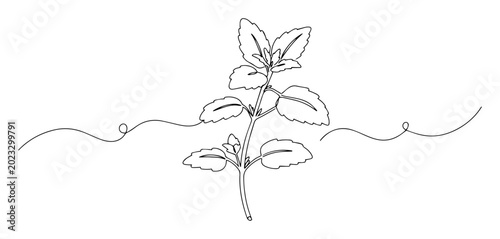 Photos lemon balm line art illustration