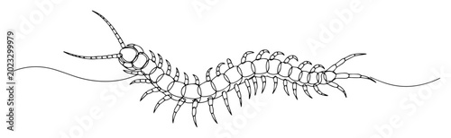 centipede line drawing illustration