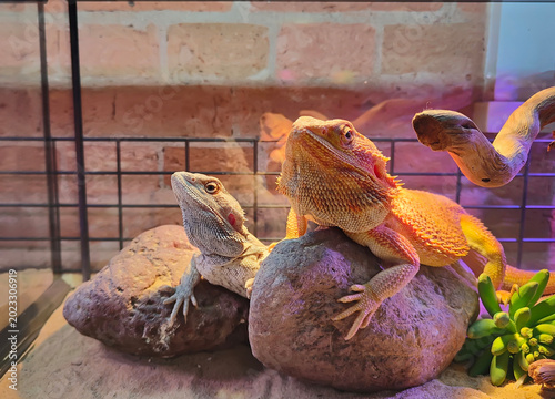 Obraz na płótnie Two bearded dragons close up in its terrarium