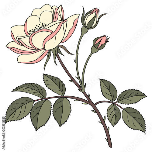 Fotografía a shropshire lad english rose vector isolated on white