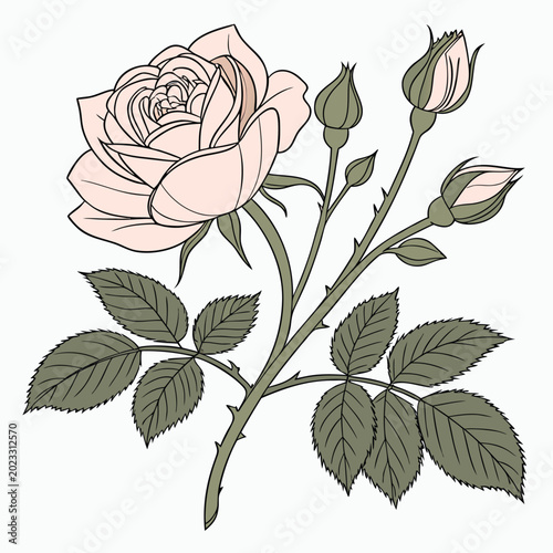 Fotografia a shropshire lad english rose on white background