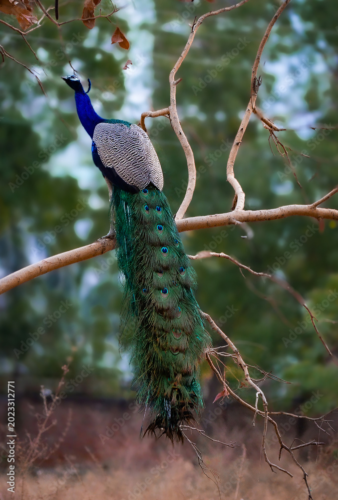 Naklejka premium A peacock's full body candid portrait 