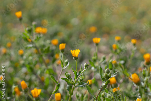 Calendula arvensis field marigold closed yellow flower at sunset garden bokeh