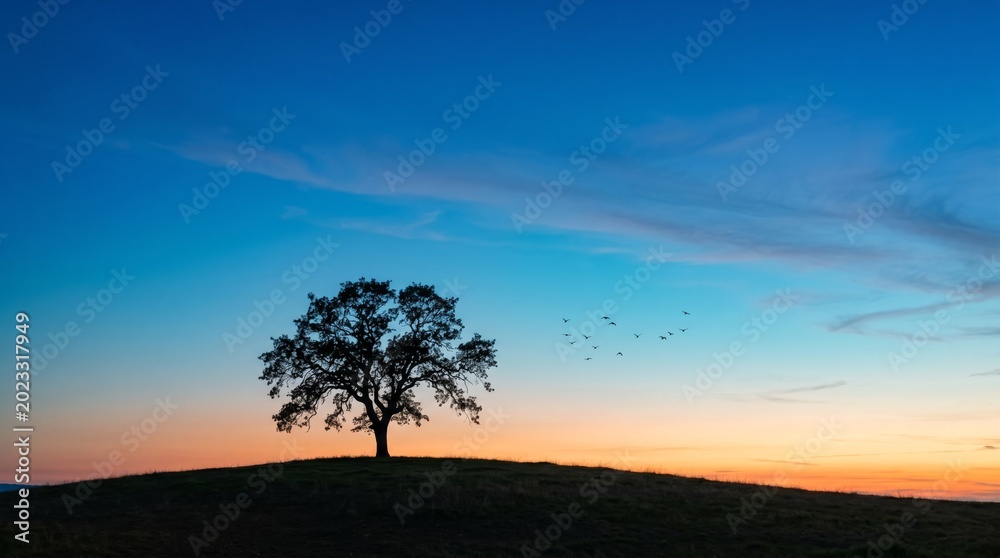 Fototapeta premium Lone Oak Tree Silhouetted Against a Vibrant Sunset Sky.