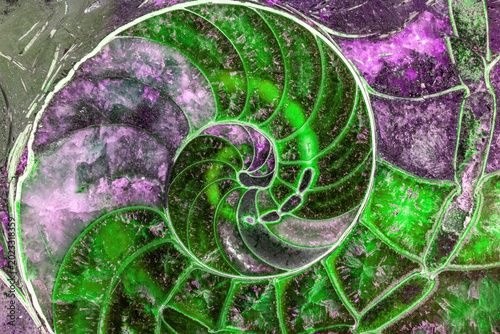 Foto abstract texture of ammonite with a golden section in a close-up