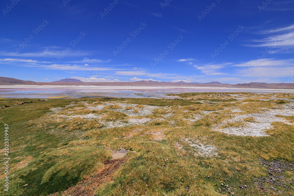 Fototapeta premium Laguna Colorada, Mirador de Flamencos, Andes, Bolivia