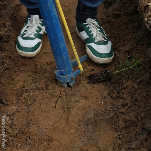 tree planting